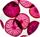Beetroot Extract